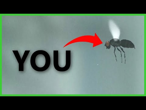 You play as fly for 5 minutes (and it's awesome)