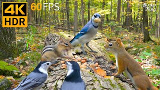Cat TV 😺🐦 An Amber Symphony with Birds, Chipmunks and Squirrels 🐿 Cat Games 4K HDR