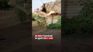 Dancing Deer 💃 💃 #indian #viral #shortsvideo #amazing #village #breaking