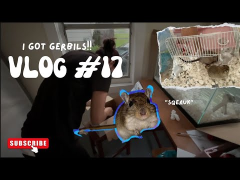 Getting gerbils! buying their home, and setting up | Vlog #17