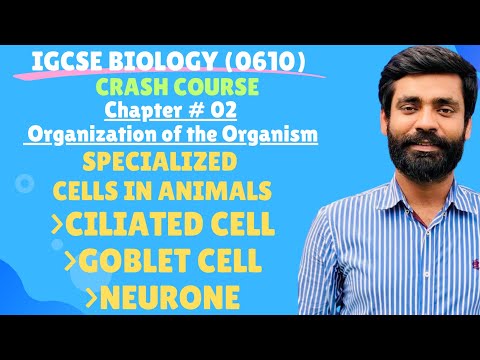 IGCSE Biology| Chapter#02 Structure and function of Ciliated cells,Goblet cells and Neurone