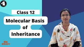 Molecular basis of inheritance class 12 NCERT | Lecture 4