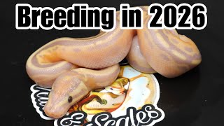 Is It Worth Breeding Ball Pythons in 2026? | The Truth About the Reptile Market