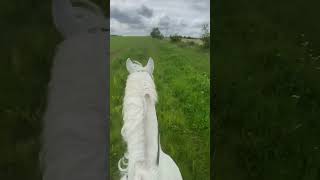 Running Free #horse #groom #horsesoftiktok #horses #horseriding #hackingout #horseride #canter