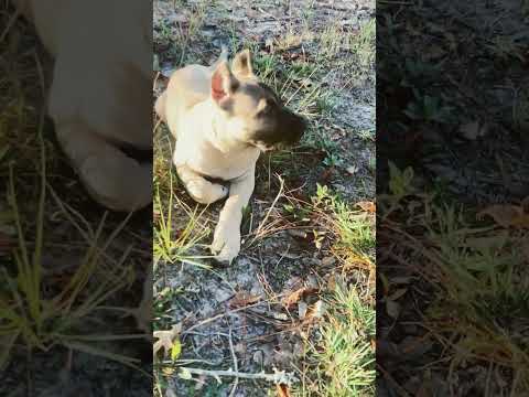 Presa Canario puppy outside#presacanariopuppies#puppy #puppylife