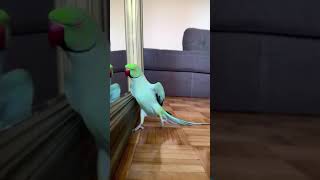 Parrots checking out itself #shorts#parrotmirrormoment#selfcheck#mirrordiscovery#parrotcuriosity