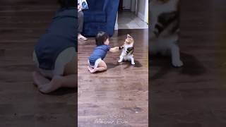 When Your Cat Has Too Much Energy ⚡🐾#catshorts #funny #cat #catvideos #meowfun
