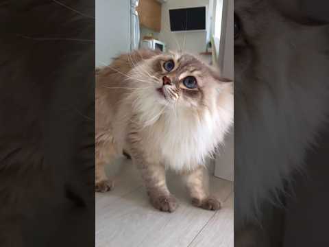 Cat Funny Video😆😅😍 // crazy cat \\ #shorts #cats #funny #video #cat