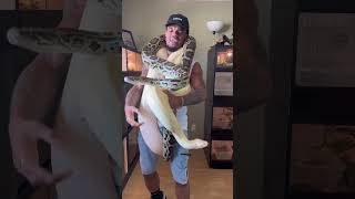 Everyone Thinks My Burmese Pythons Are MONSTERS! 🤩🐍 #snakemyth #shorts #wildlife