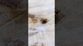 #shorts #designtutorial #short #tutorial