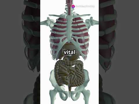 How Many Bones Are in the Human Body? | Human Skeleton Explained