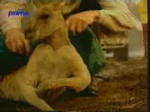 CANGURO