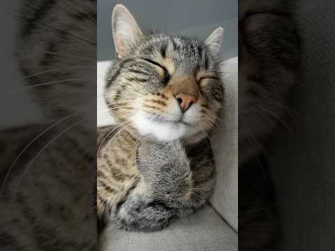 Cat🐈 Videos🔥😉 On Youtube #shorts #cat #trending #catlover #viral