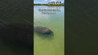 Clear Kayaking with manatees! #exploreflorida #clearkayak #wildlifeencounters