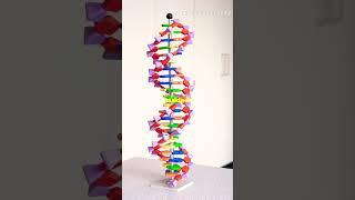 𝙬𝙝𝙮 𝘿𝙉𝘼 𝙞𝙨 𝙙𝙤𝙪𝙗𝙡𝙚 𝙝𝙚𝙡𝙞𝙘𝙖𝙡?#𝙦𝙪𝙞𝙘𝙠𝙨𝙘𝙞𝙚𝙣𝙘𝙚-64