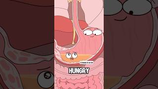 Why do you sometimes get stomachache after skipping breakfast?#animation #funny #shorts