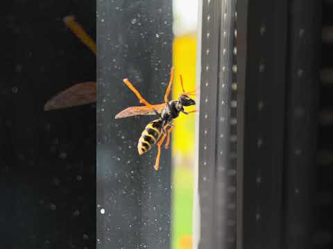 Wasp eating a fly
