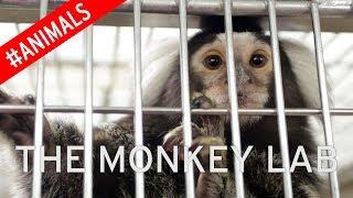 Inside monkey testing centre where marmosets are given brain damage to help treat Parkinson's
