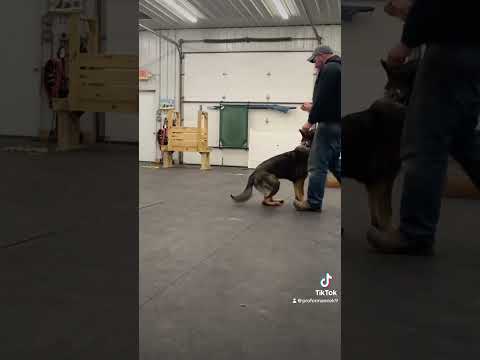 Geros Update: Working on Heeling and Speed in Positions #germanshepherd #dogtraining