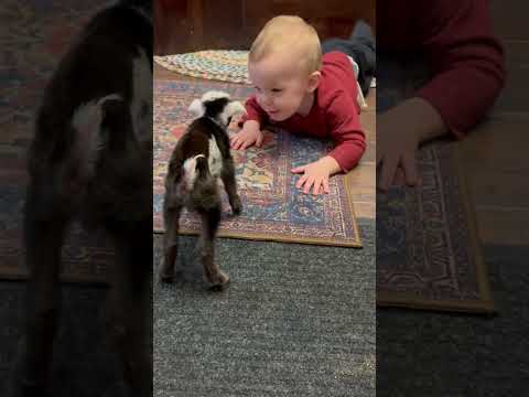 Cute little baby goat compilation 🐐#shorts