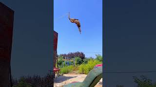 Dog's Incredible Jump Everyone's Talking About #puppyshorts #dogtrickshorts #doglife