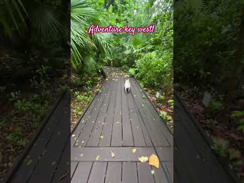 So many hidden gems in the Keys! #keywest #floridarealtors #floridaliving #relocatetoflorida