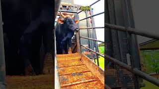 Watch till end to see other bulls vs this last bull 💀