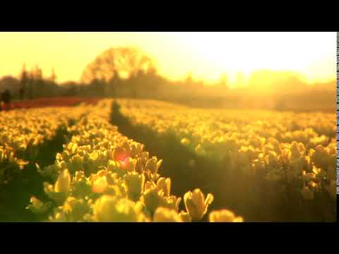 Golden yellow sunset over a Tulip Field, Oregon