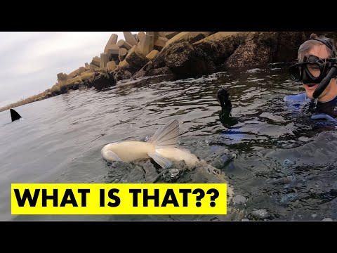 Spearfishing record fish with a Great White Shark