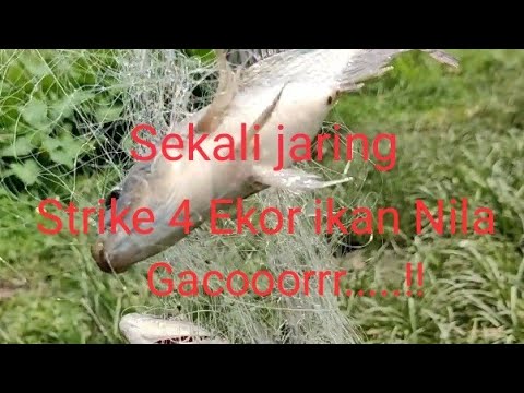 Dobel strike pour