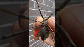 Wheel Bug Facts, Info, & Bite?! #insects#bug#arthropods#wheelbug#animals#tarantula#spider#fyp