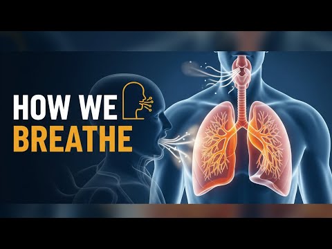 How Do We Breathe? | The Science of Respiration Explained!