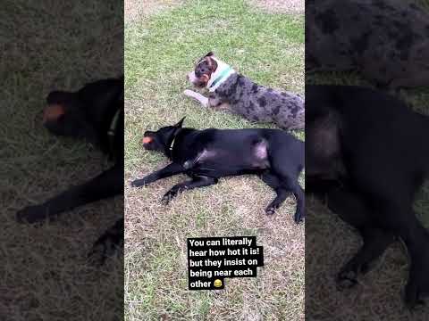 Does it sound like warm weather to you ? #naturesounds #relaxing #dog #cute