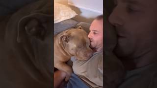 This Dog is a Big Gentle American Bully 🥺