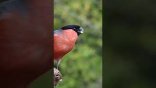 Birds #8kultrahdvideo| #shorts  #shortvideo #shortfeed #viralvideo #video #shortfeed #youtubeshorts