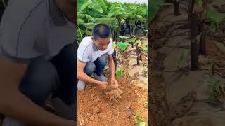 #shorts #agriculture #agritools #farming2024 #AdvanceAgriReactions