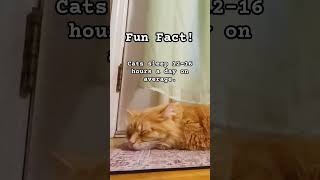 Cat Fun Fact! pt.1 #cat #catbehavior #cute #catcare #catlover #funny #funfacts #cats #animals
