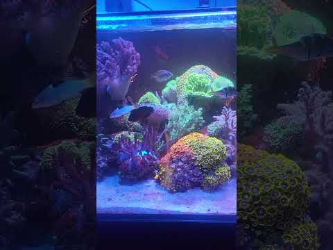 happy fish dinner time
