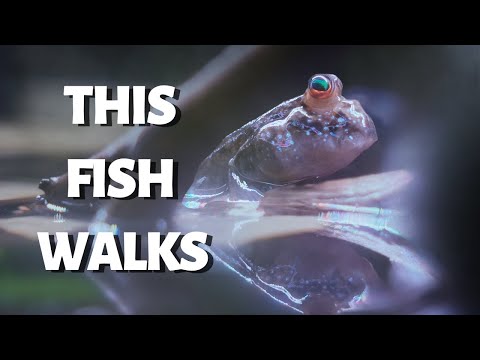 🌿 I BUILT A PALUDARIUM FOR MUDSKIPPERS | TERRAQUAMAN