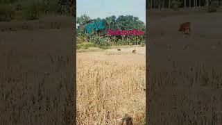 #my#cow#short#video#tech barmon#youtube #😣😖😖🤡😰#like#Subscribe#
