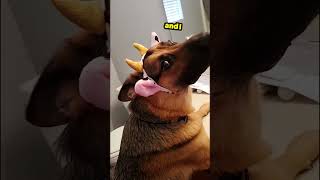 German Shepherd does NOT like his new costume... #funnydogs #cows #shepherd #shorts