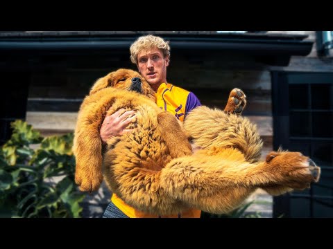 Top 10 Most Expensive Dogs In The World in 2022!!!