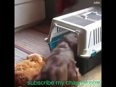 Sometimes dogs behave like a kids👉Animal lover must watch👈