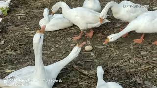 A Gaggle of Geese #geese #goose #birds