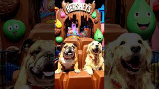 Dogs Go On The Wildest Adventure Ever #shortsfeed #cutedog #entertaininganimals #funnypets #pets