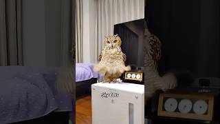 Hardware:bird software:cat#funny #animallife #funnyanimal #foryou #animals #fpyシ #owl
