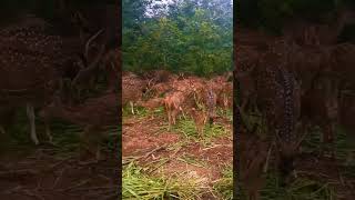 Deer Safari #deer #safari #odisha #zoo #devvlog #shorts #youtube