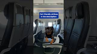 Flying with Pets: Guide to Pet-Friendly Airlines #petfriendlytravel #asaptickets #airlines