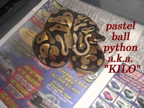 my ball python collection