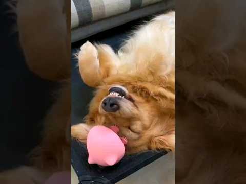 Relaxing 😍#pets #dog #shorts